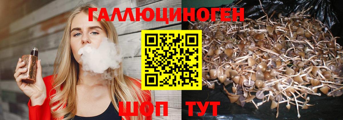 Галлюциногенные грибы Psilocybe Новошахтинск